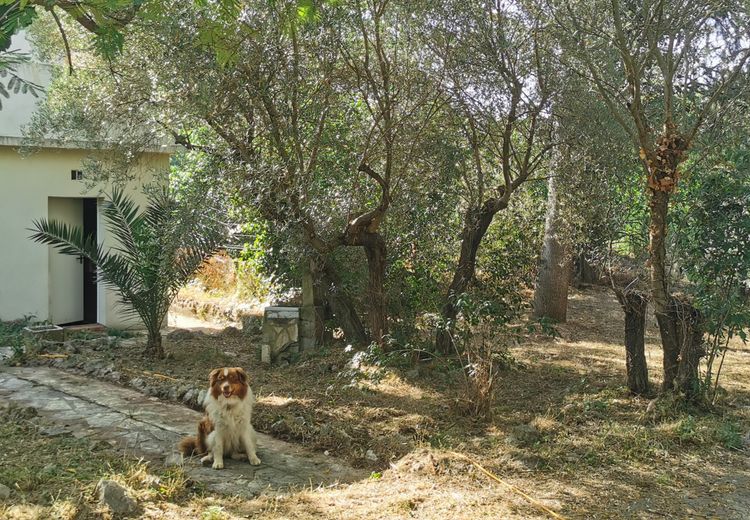 Pictures of Xavier's house