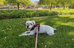 Apartment with 1 dog in Geneva