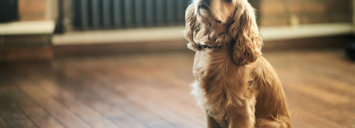 How Long Can a Dog Be Left Alone? Our Expert Advice