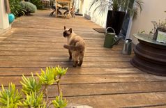 Wohnung in Vallauris – 1 Katze