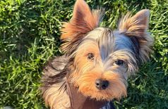 Apartment with 1 dog in Paris