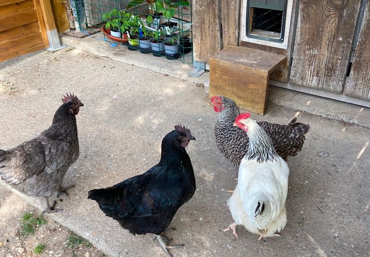 Des photos de la maison de Olivier et Chantal M.