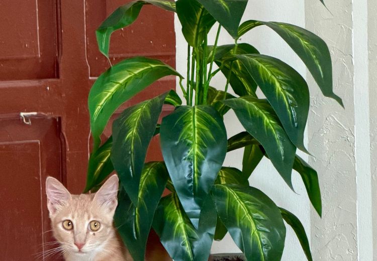 Pictures of Julien's house