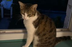 House with 1 cat in Saint-Georges-des-Coteaux