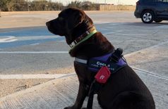 Appartement avec 1 chien à Xagħra