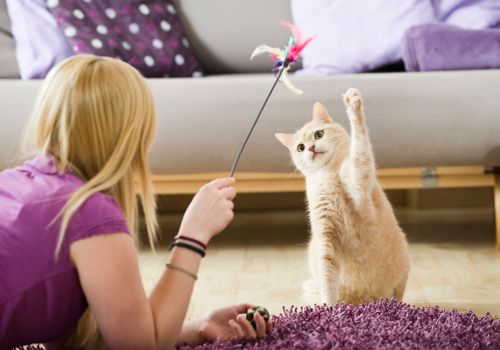 avantages garde chat à domicile pet sitter