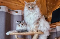 Apartment with 2 cats in Castanet