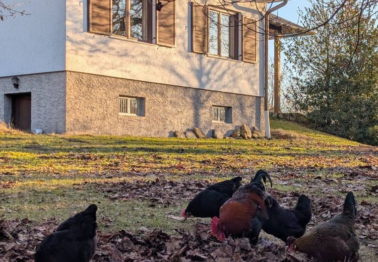 Pictures of Flora's house