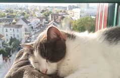Appartement avec 2 chats à Montreuil