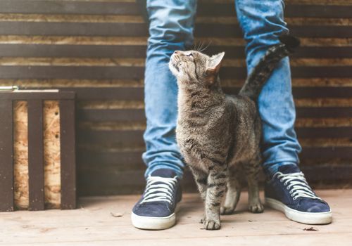Le pet-sitting offre de la flexibilité, mais implique des périodes de solitude.