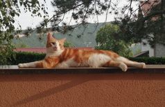 Apartment with 2 cats in Annemasse