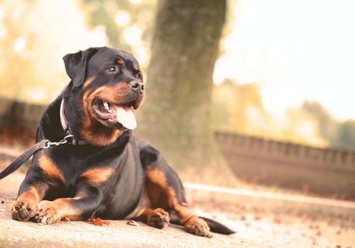 Ihr Hund bleibt in seiner gewohnten Umgebung