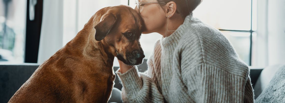 Free pet-sitting: the best volunteer alternatives for pet owners