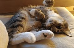 Wohnung in Berlin – 2 Katzen