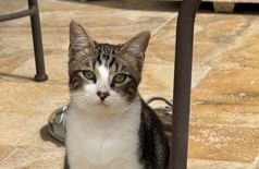 House with 2 dogs, 3 cats in Loches