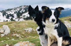 House with 2 dogs in Dingy-Saint-Clair
