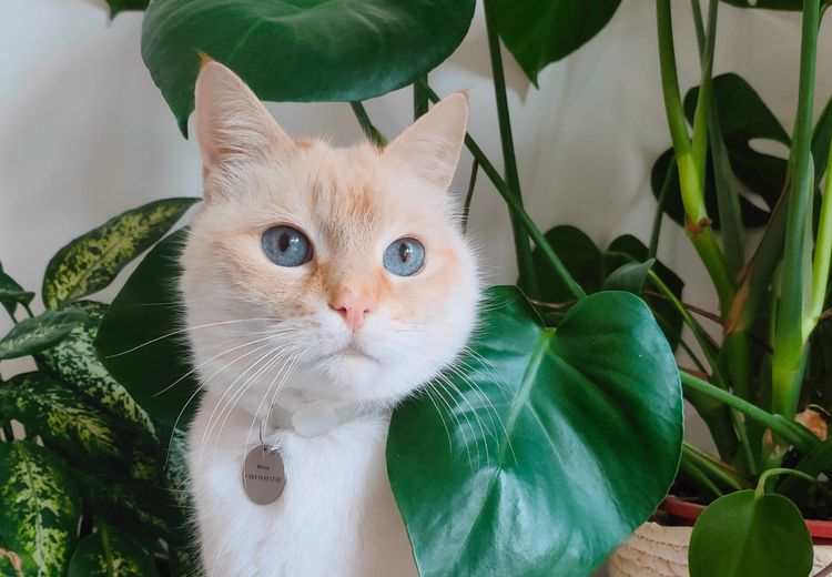 Pictures of Léa B.'s house