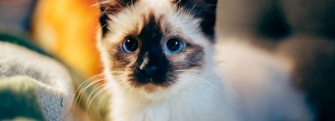 Welcoming a kitten home Tips essentials for 2025