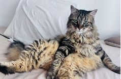 Apartment with 1 cat in Marseille