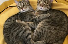 Apartment with 2 cats in Paris