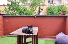 Apartment with 2 cats in Brussels