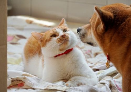 Welcoming a kitten home Tips essentials for 2025