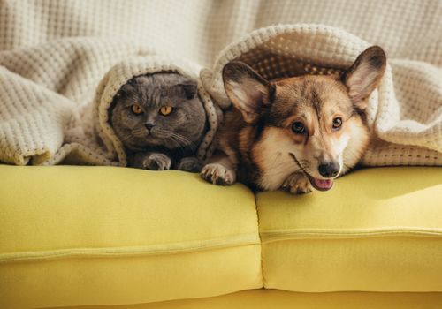 Dog and shop cat boarding