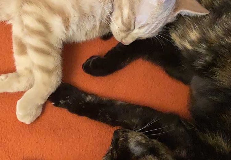 Des photos de la maison de Elif O.