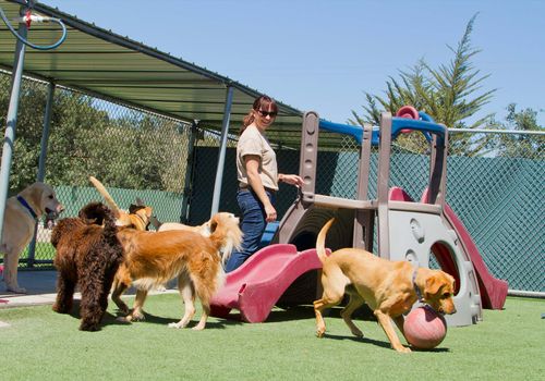 Group of dogs playing together in a spacious kennel area