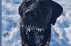 Haus in Bussy-Saint-Georges – 2 Hunde