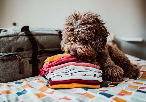 Pack your pup's essentials for a comfortable stay away from home