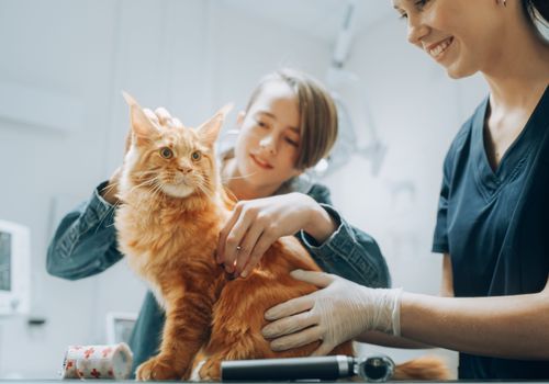 Cat being examined by veterinarian before boarding stay