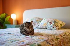 Apartment with 1 cat in Barcelona