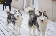 House with 3 dogs, 2 cats, 3 horses, 4 farm animals in Le Controis-en-Sologne