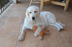 House with 1 dog, 3 farm animals in Saint-Étienne-Vallée-Française