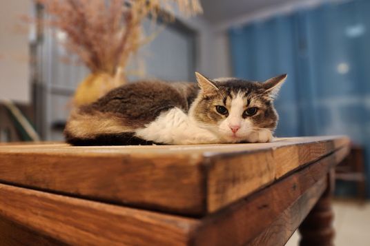 International house-sitting community Nomador