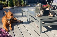 House with 1 dog in Aesch