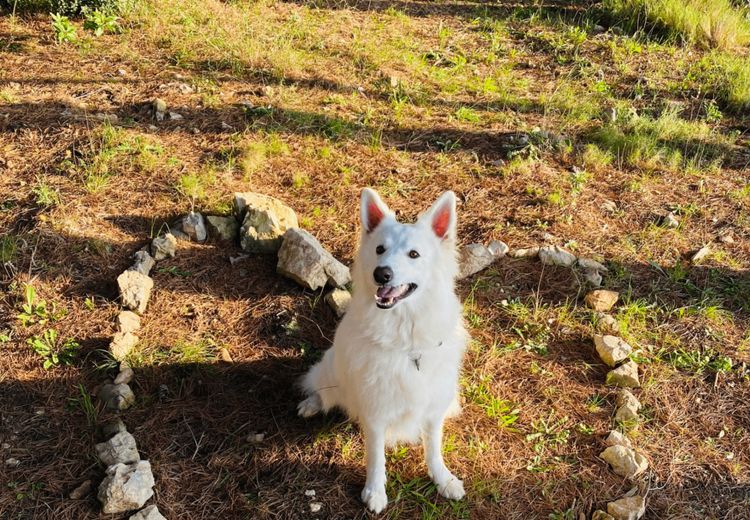 Pictures of Isaline Family&co 🐶😽's house