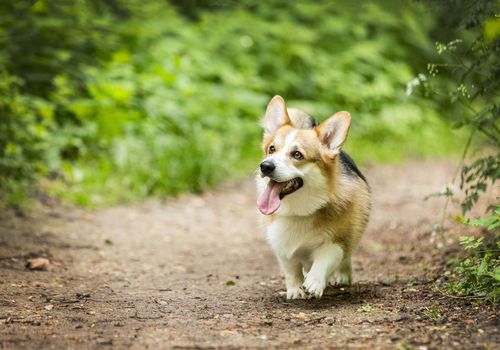 Happy dog enjoying a walk in a lush forest
