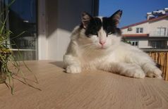 Apartment with 2 cats in Fethiye