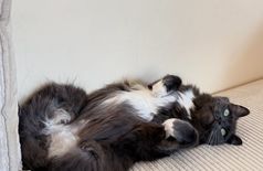 Apartment with 1 cat in Milan