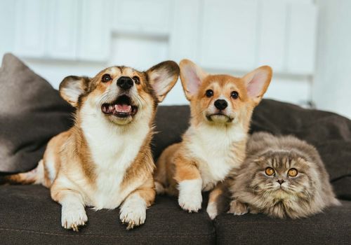 Dogs and cat in a cozy living room