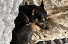 Appartement avec 1 chien à New York