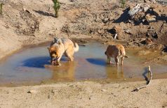 House with 2 dogs, 2 cats in Chiguayante