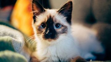 kitten-on-bed.jpg