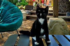 Maison avec 1 chat, 1 animal de la ferme à Bessan