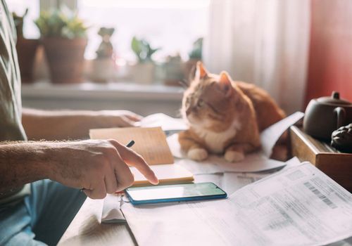 Heimtierausweis und tierärztliche Dokumente, die für eine Reise mit Katze erforderlich sind