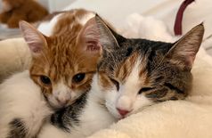 Wohnung in Madrid – 2 Katzen