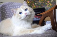 Apartment with 3 cats in Dresden