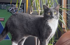House with 1 cat in Candiac